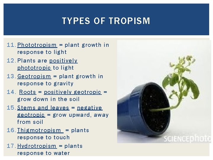 TYPES OF TROPISM 11. Phototropism = plant growth in response to light 12. Plants TYPES OF TROPISM 11. Phototropism = plant growth in response to light 12. Plants