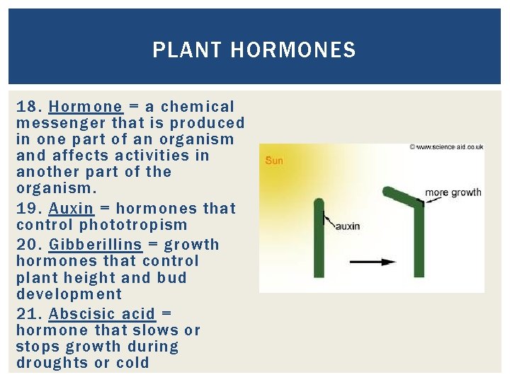 PLANT HORMONES 18. Hormone = a chemical messenger that is produced in one part PLANT HORMONES 18. Hormone = a chemical messenger that is produced in one part