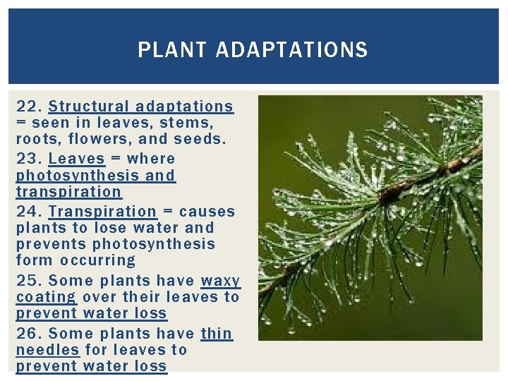 PLANT ADAPTATIONS 22. Structural adaptations = seen in leaves, stems, roots, flowers, and seeds. PLANT ADAPTATIONS 22. Structural adaptations = seen in leaves, stems, roots, flowers, and seeds.