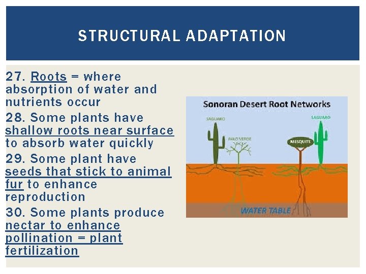 STRUCTURAL ADAPTATION 27. Roots = where absorption of water and nutrients occur 28. Some STRUCTURAL ADAPTATION 27. Roots = where absorption of water and nutrients occur 28. Some