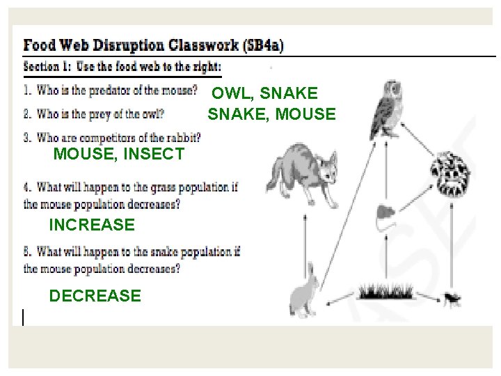 OWL, SNAKE, MOUSE, INSECT INCREASE DECREASE OWL, SNAKE, MOUSE, INSECT INCREASE DECREASE