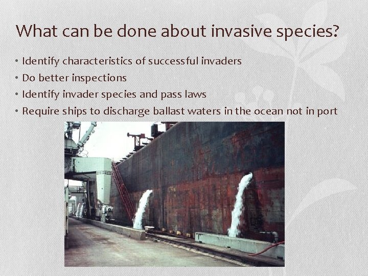 What can be done about invasive species? • Identify characteristics of successful invaders •