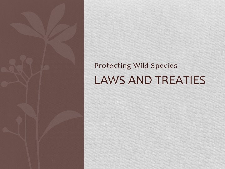 Protecting Wild Species LAWS AND TREATIES 