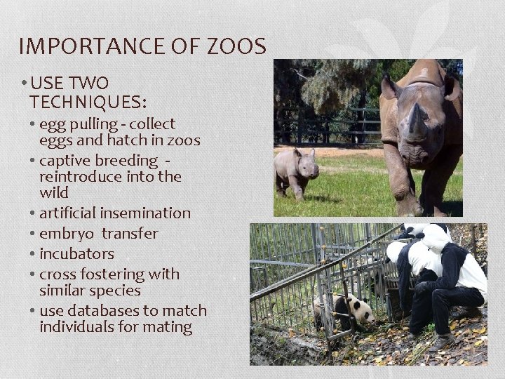 IMPORTANCE OF ZOOS • USE TWO TECHNIQUES: • egg pulling - collect eggs and