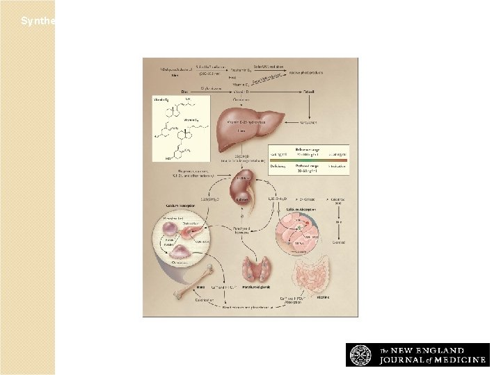 Synthesis and Metabolism of Vitamin D in the Regulation of Calcium, Phosphorus, and Bone