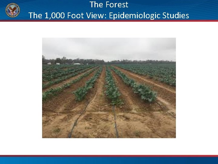 The Forest The 1, 000 Foot View: Epidemiologic Studies 