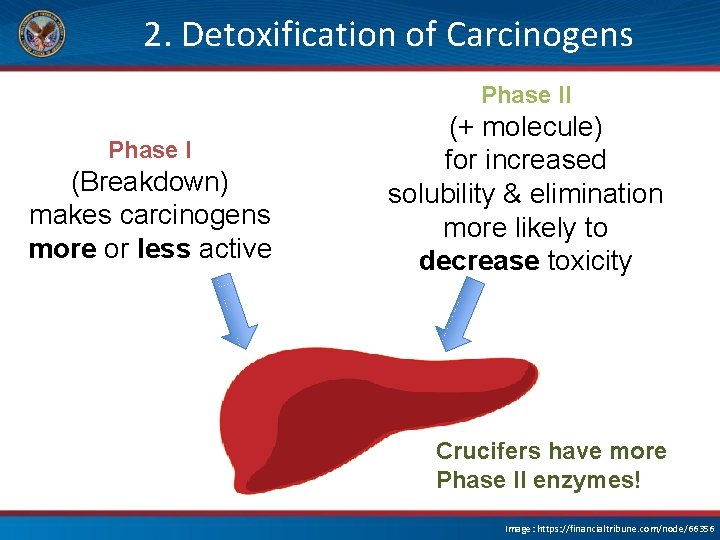 2. Detoxification of Carcinogens Phase II Phase I (Breakdown) makes carcinogens more or less