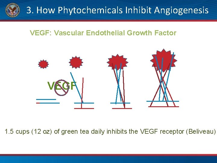 3. How Phytochemicals Inhibit Angiogenesis VEGF: Vascular Endothelial Growth Factor VEGF 1. 5 cups