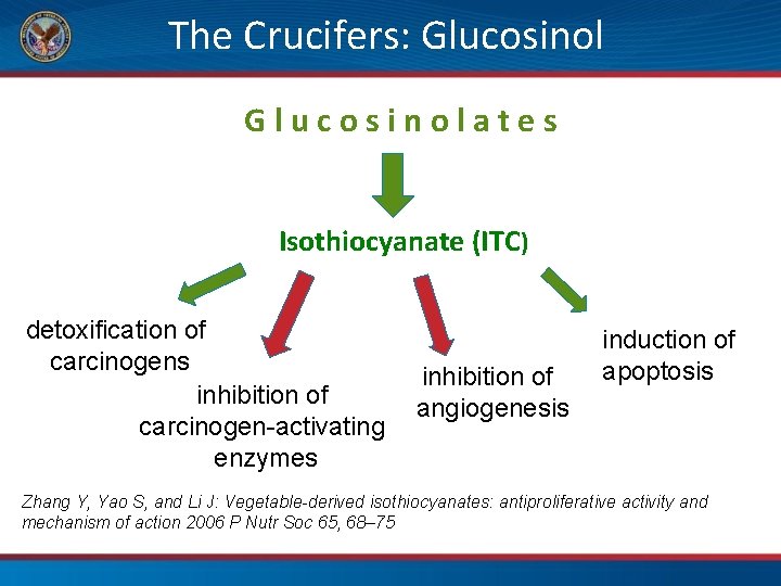 The Crucifers: Glucosinolates Isothiocyanate (ITC) detoxification of carcinogens inhibition of carcinogen-activating enzymes inhibition of