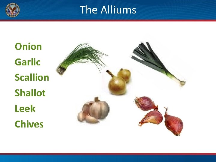 The Alliums Onion Garlic Scallion Shallot Leek Chives 