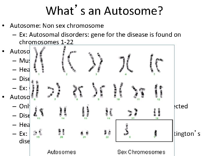 What’s an Autosome? • Autosome: Non sex chromosome – Ex: Autosomal disorders: gene for What’s an Autosome? • Autosome: Non sex chromosome – Ex: Autosomal disorders: gene for