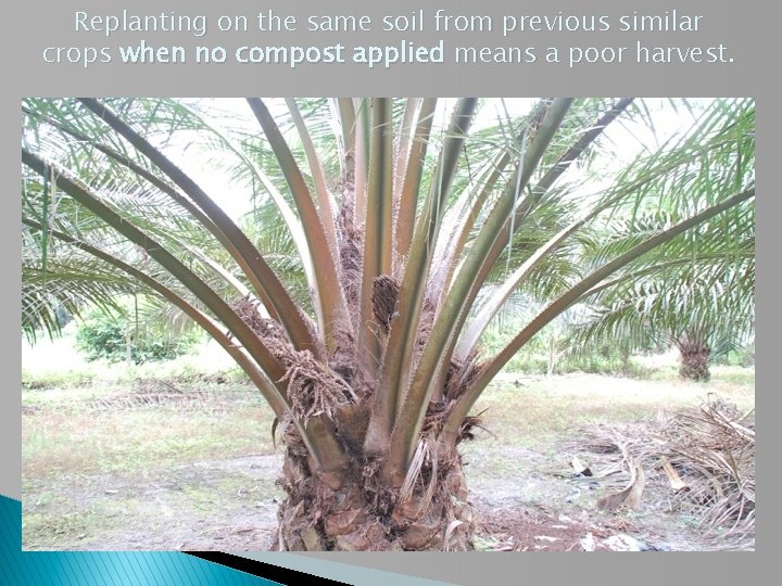 Replanting on the same soil from previous similar crops when no compost applied means