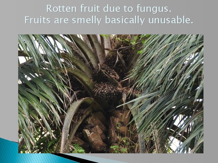 Rotten fruit due to fungus. Fruits are smelly basically unusable. 