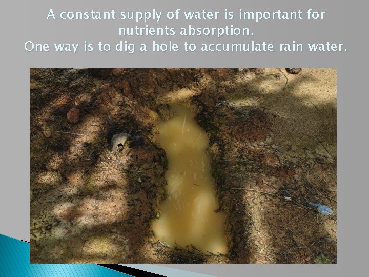 Sop For Oil Palm Yield Improvement Terry Goh