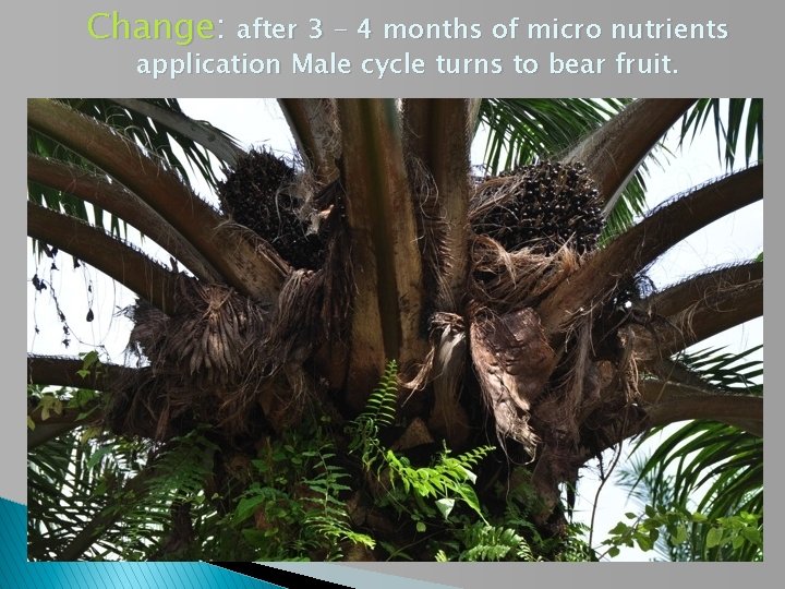 Change: after 3 - 4 months of micro nutrients application Male cycle turns to