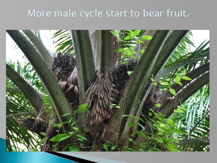 More male cycle start to bear fruit. 