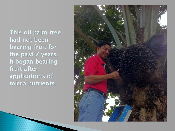 This oil palm tree had not been bearing fruit for the past 7 years.