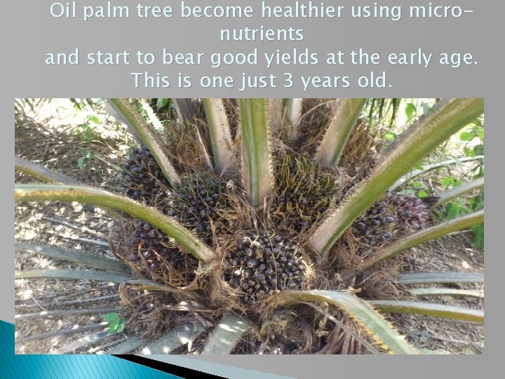 Oil palm tree become healthier using micronutrients and start to bear good yields at