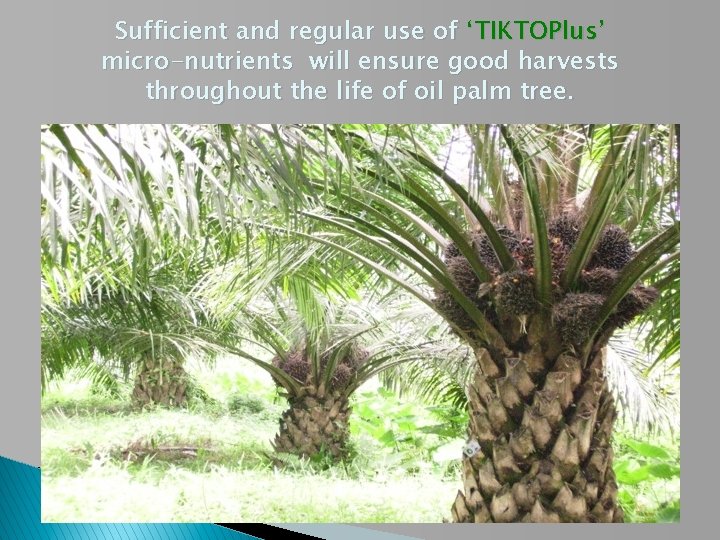 Sufficient and regular use of ‘TIKTOPlus’ micro-nutrients will ensure good harvests throughout the life