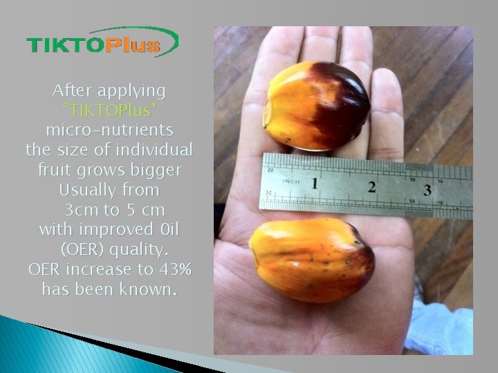 After applying “TIKTOPlus’ micro-nutrients the size of individual fruit grows bigger Usually from 3