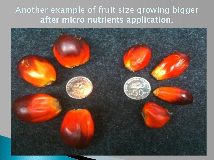 Another example of fruit size growing bigger after micro nutrients application. 