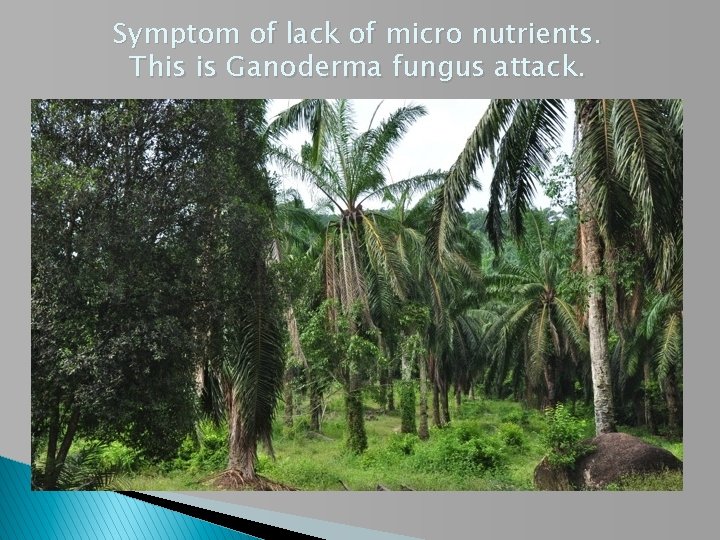 Symptom of lack of micro nutrients. This is Ganoderma fungus attack. 