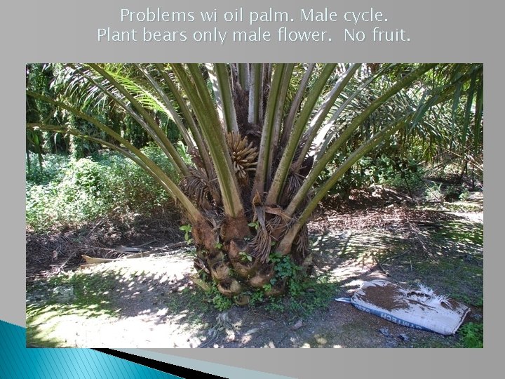 Problems wi oil palm. Male cycle. Plant bears only male flower. No fruit. 