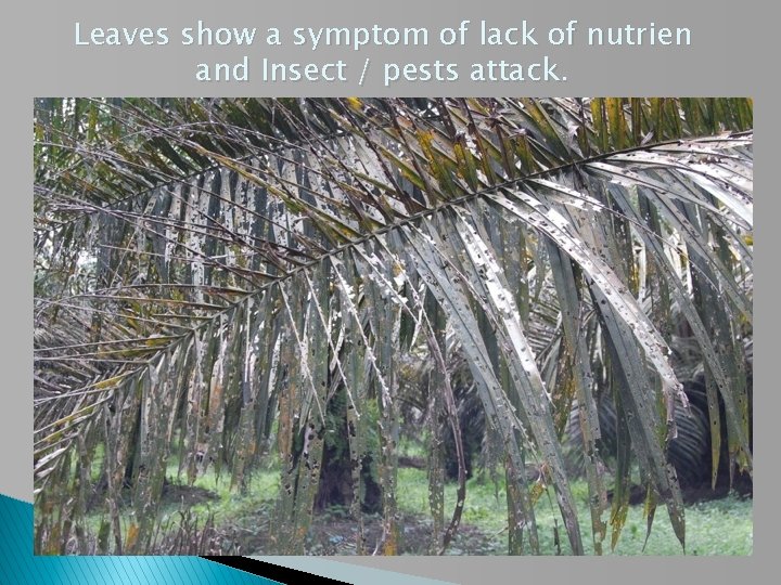 Leaves show a symptom of lack of nutrien and Insect / pests attack. 
