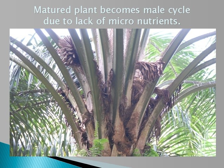 Matured plant becomes male cycle due to lack of micro nutrients. 