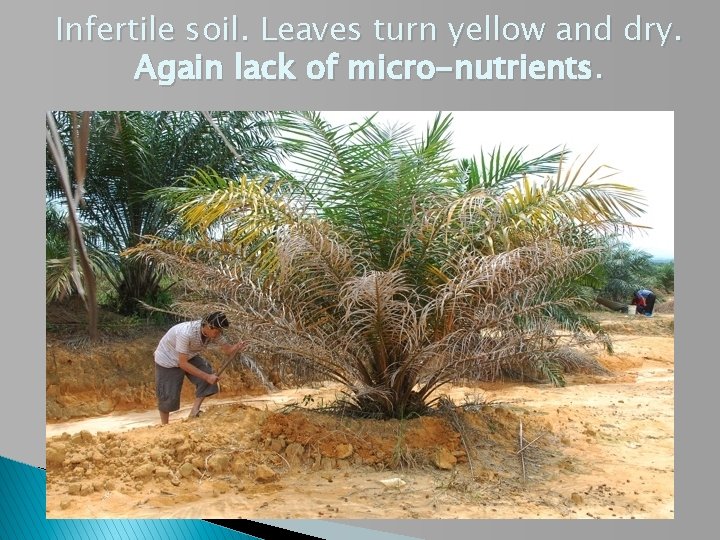 Infertile soil. Leaves turn yellow and dry. Again lack of micro-nutrients. 