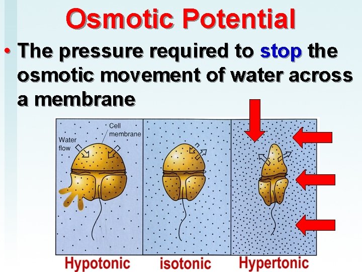 Osmotic Potential • The pressure required to stop the osmotic movement of water across