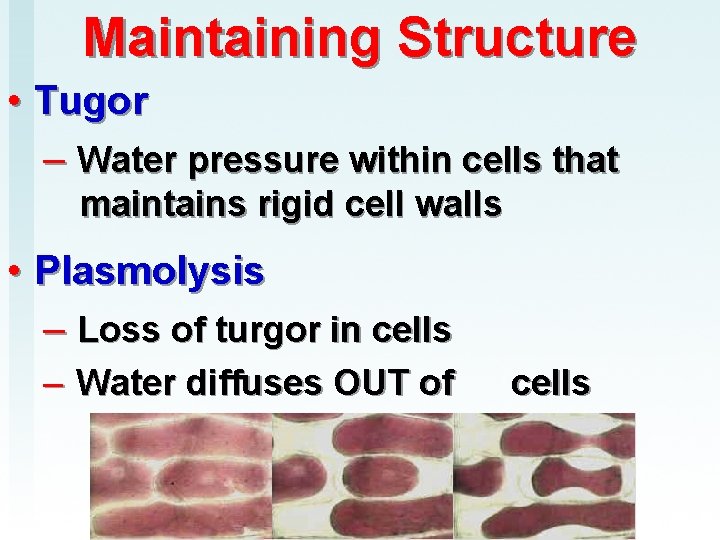 Maintaining Structure • Tugor – Water pressure within cells that maintains rigid cell walls