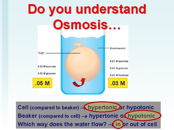 Do you understand Osmosis… . 05 M . 03 M Cell (compared to beaker)