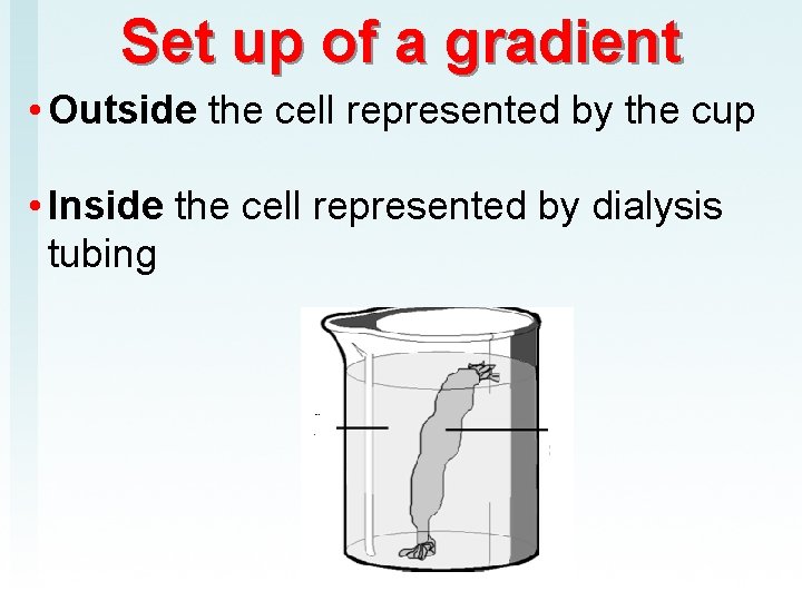 Set up of a gradient • Outside the cell represented by the cup •