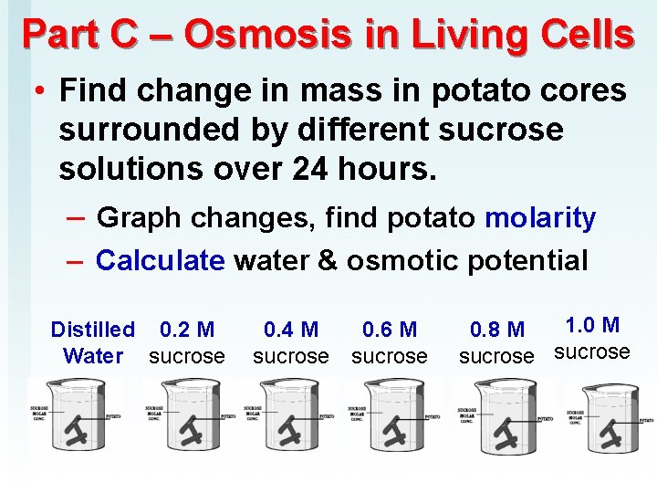 Part C – Osmosis in Living Cells • Find change in mass in potato