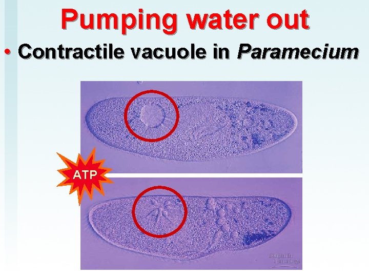 Pumping water out • Contractile vacuole in Paramecium ATP 