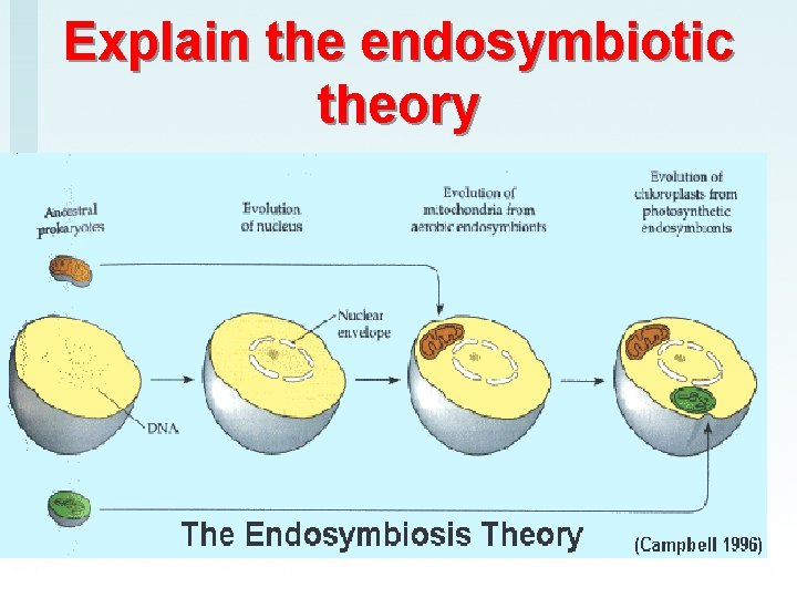 Explain the endosymbiotic theory 