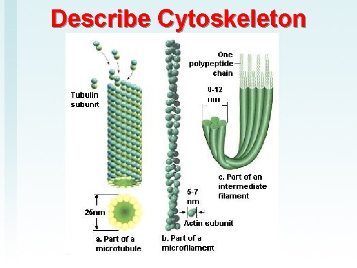 Describe Cytoskeleton 