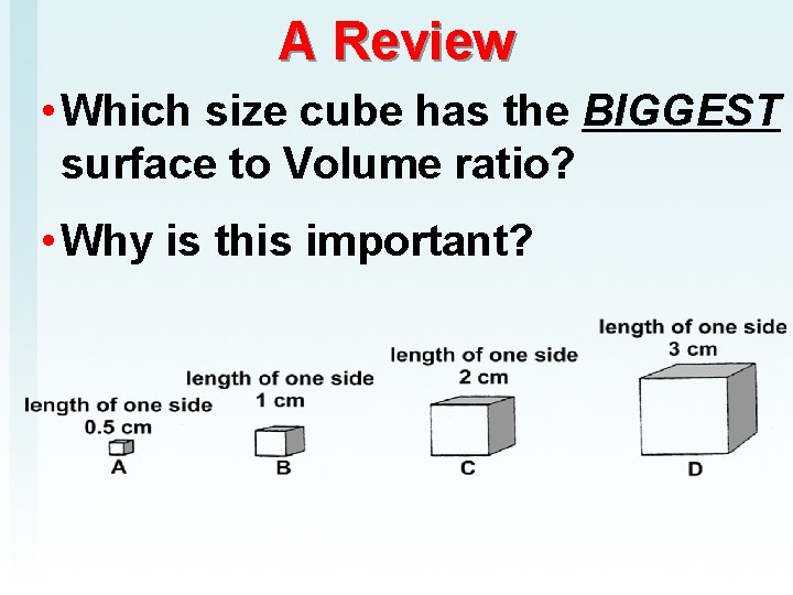 A Review • Which size cube has the BIGGEST surface to Volume ratio? •