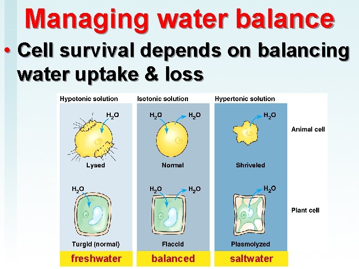 Managing water balance • Cell survival depends on balancing water uptake & loss freshwater