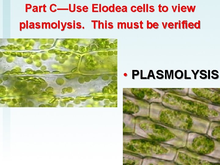Part C—Use Elodea cells to view plasmolysis. This must be verified • PLASMOLYSIS 