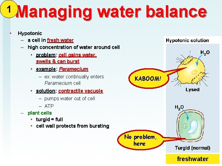 1 • Managing water balance Hypotonic – a cell in fresh water – high