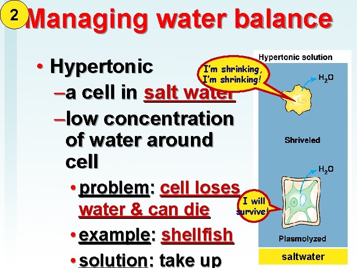 2 Managing water balance I’m shrinking, • Hypertonic I’m shrinking! –a cell in salt