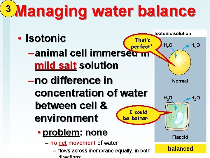 3 Managing water balance That’s • Isotonic perfect! – animal cell immersed in mild