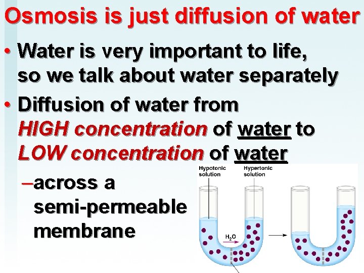 Osmosis is just diffusion of water • Water is very important to life, so