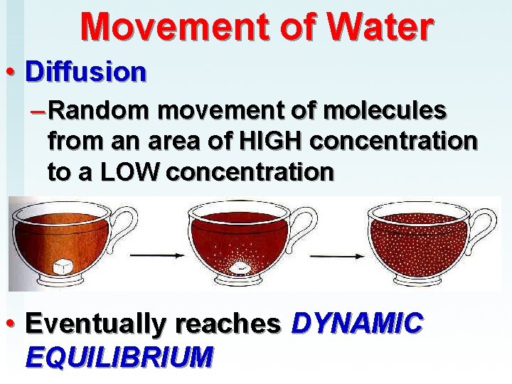 Movement of Water • Diffusion – Random movement of molecules from an area of