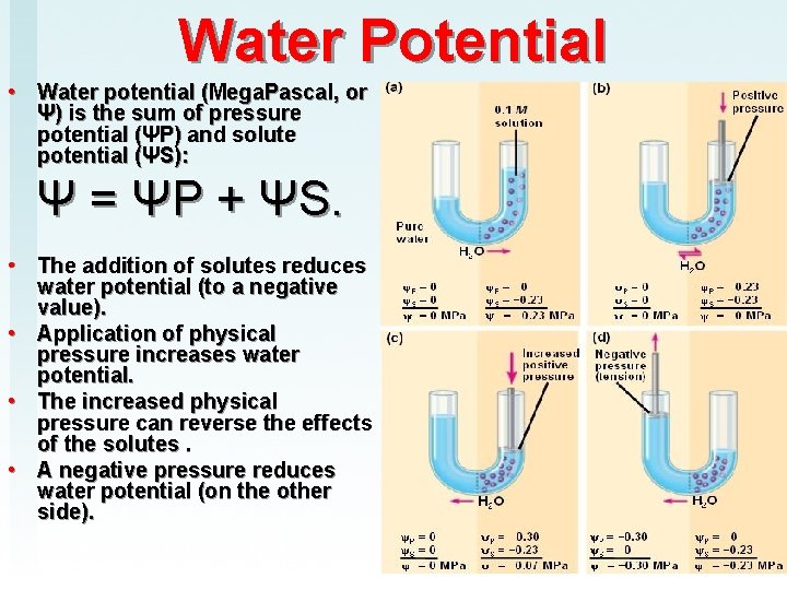 Water Potential • Water potential (Mega. Pascal, or Ψ) is the sum of pressure