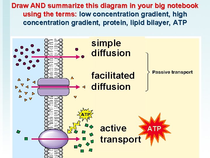 Draw AND summarize this diagram in your big notebook using the terms: low concentration