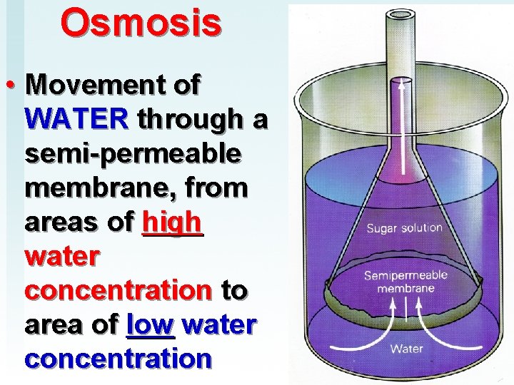 Osmosis • Movement of WATER through a semi-permeable membrane, from areas of high water