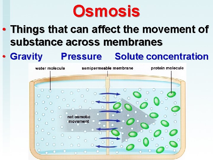 Osmosis • Things that can affect the movement of substance across membranes • Gravity